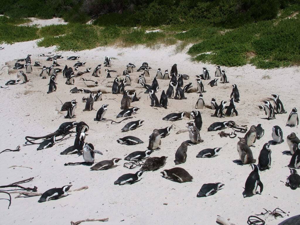 African penguins at Boulders Beach, Table Mountain National Park, South Africa.