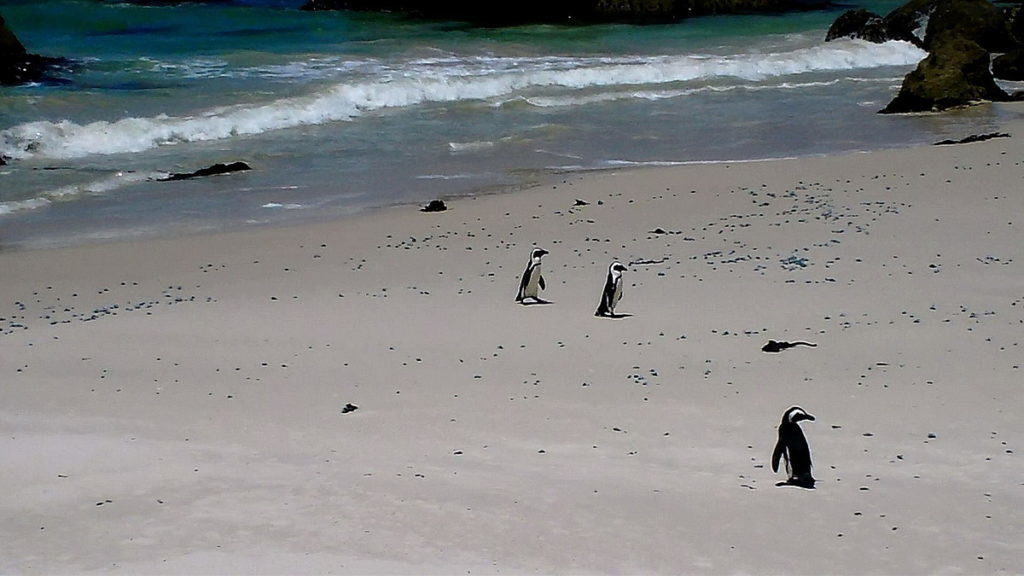 An image of African penguins walking on the beach at Boulders Beach, South Africa.