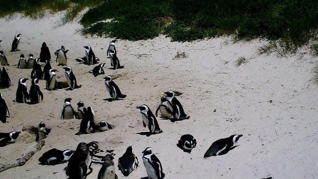 An image of the African penguin colony at Boulders Beach, Table Mountain National Park, South Africa.