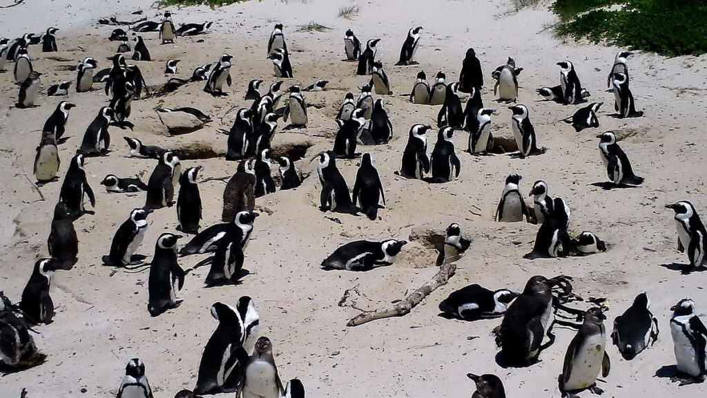 An image of the African penguin colony at Boulders Beach, Table Mountain National Park, South Africa.