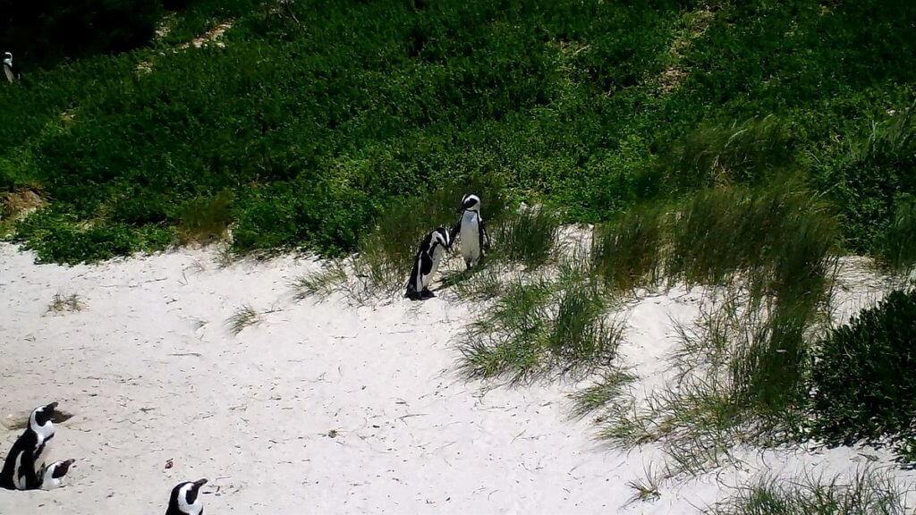 An image of African penguins at Boulders Beach, Table Mountain National Park, South Africa.