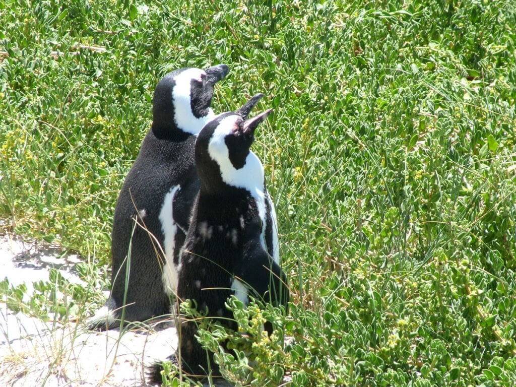 An image of two African penguins at Boulders Beach, Table Mountain National Park, South Africa.