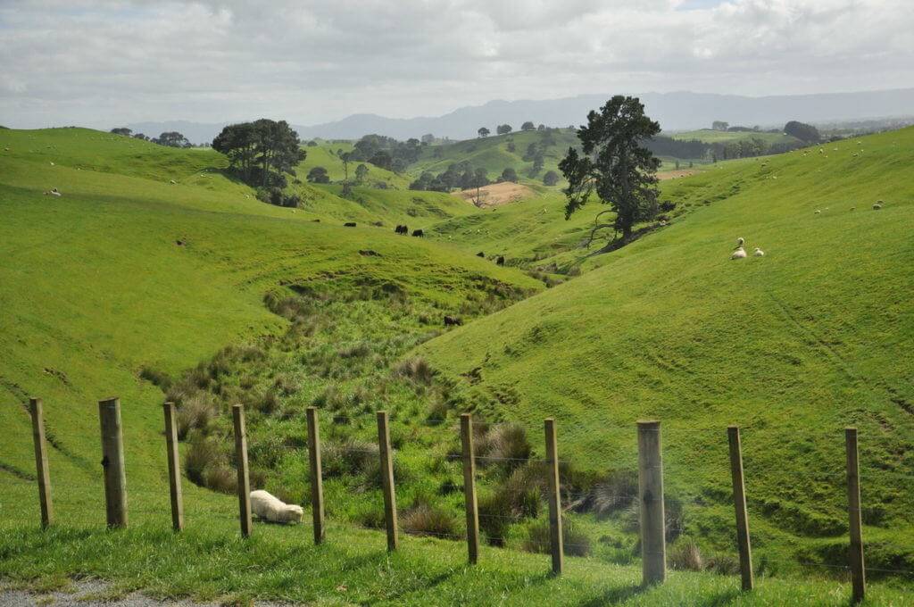 An image of the Alexander sheep farm which is home to Hobbiton in New Zealand. Photography by Frame To Frame - Bob and Jean.