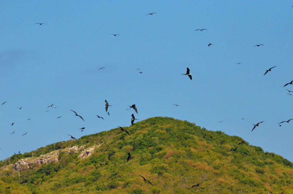magnificent frigatebirds in flight above Isla Isabel off San Blas, Mexico