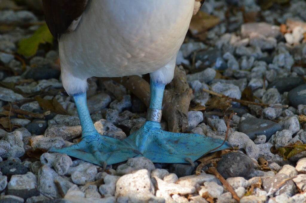 An image of the blue feet of a blue-footed booby on Isla Isabel off San Blas, Mexico. Photography by Frame To Frame - Bob and Jean.