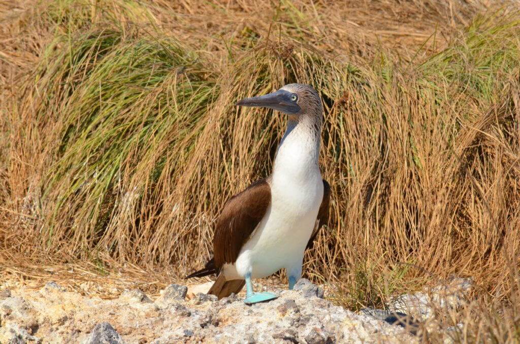 An image of a blue-footed booby bird sitting on a rock on Isla Isabel off San Blas, Mexico. Photography by Frame To Frame - Bob and Jean.