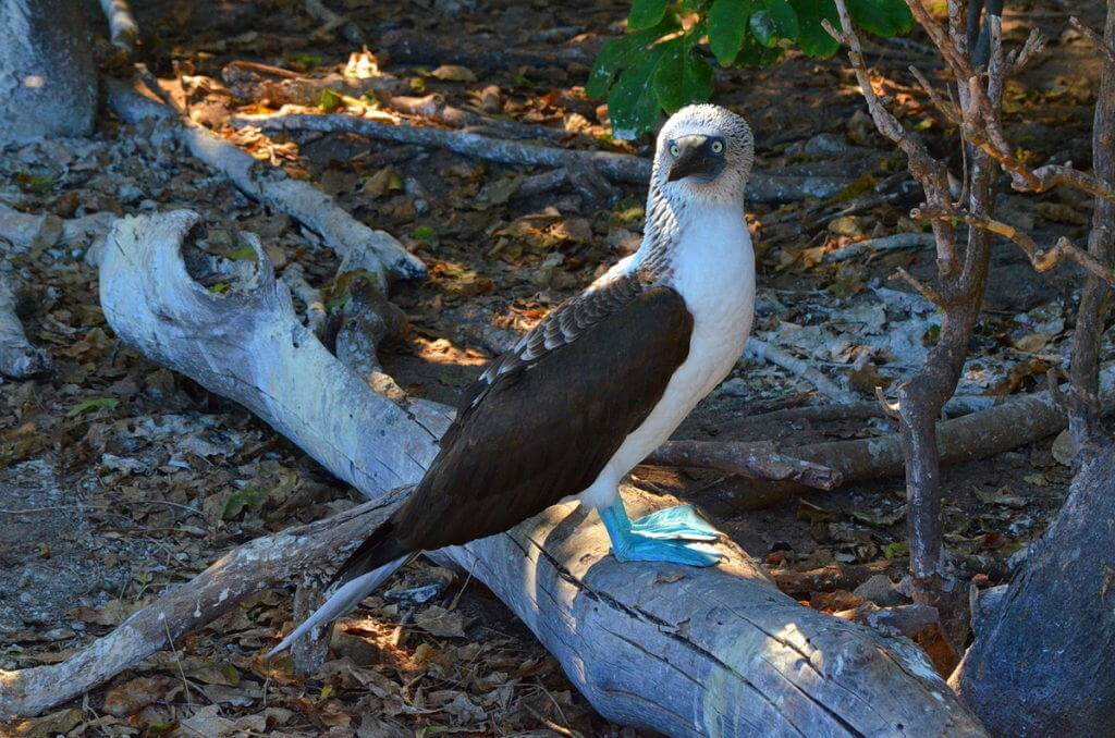 An image of a blue-footed booby bird sitting on a log on Isla Isabel off San Blas, Mexico. Photography by Frame To Frame - Bob and Jean.