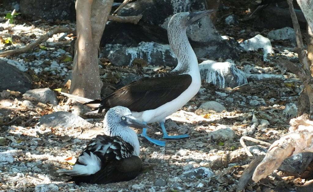 An image of two blue-footed booby birds sitting among trees on Isla Isabel off San Blas, Mexico. Photography by Frame To Frame - Bob and Jean.