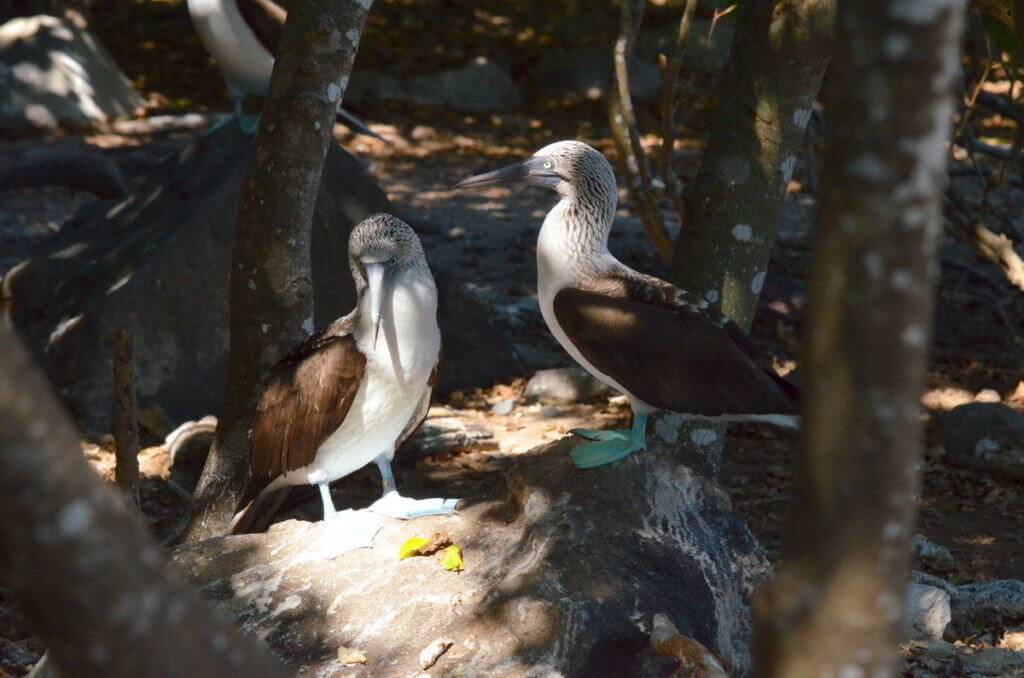 An image of two blue-footed booby birds sitting among trees on Isla Isabel off San Blas, Mexico. Photography by Frame To Frame - Bob and Jean.