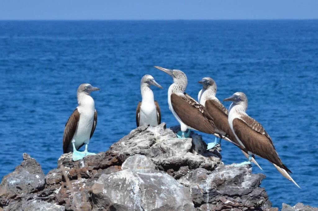 An image of five blue-footed booby birds sitting on a rock on Isla Isabel off San Blas, Mexico. Photography by Frame To Frame - Bob and Jean.