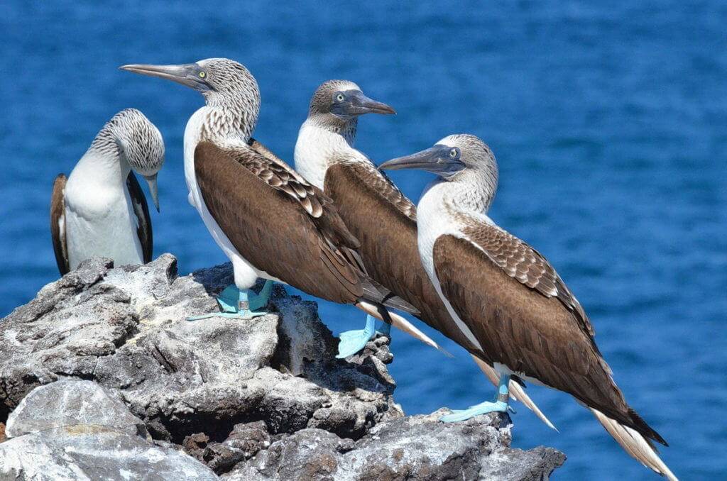 An image of blue-footed booby birds on Isla Isabel off San Blas, Mexico. Photography by Frame To Frame - Bob and Jean