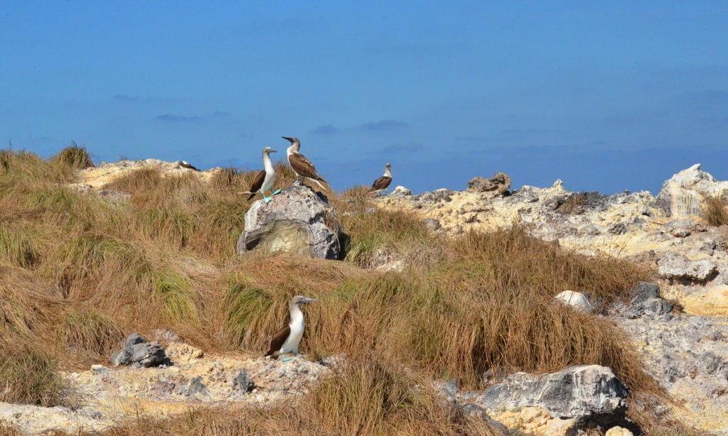 An image of blue-footed booby birds sitting on rocks on Isla Isabel off San Blas, Mexico. Photography by Frame To Frame - Bob and Jean.
