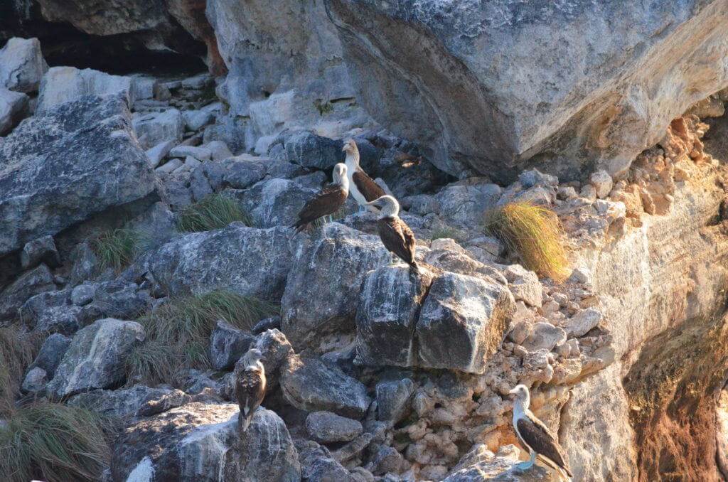 An image of five blue-footed booby birds sitting on rocks on Isla Isabel off San Blas, Mexico. Photography by Frame To Frame - Bob and Jean.