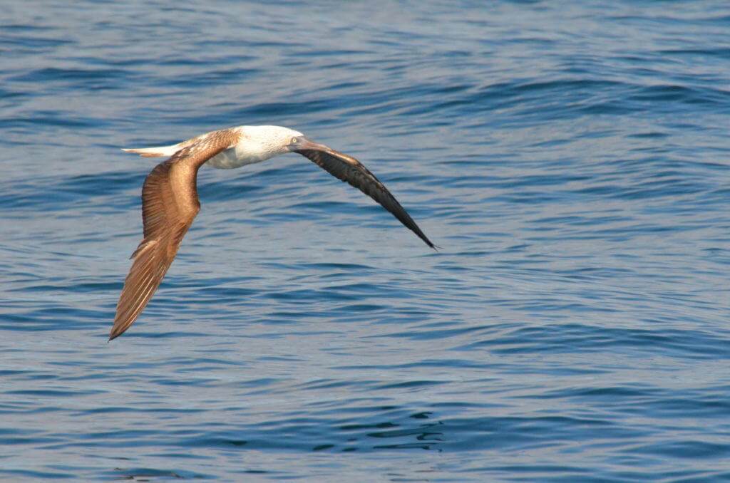 An image of a Blue-footed booby in flight off Isla Isabel in Mexico. Photography by Frame To Frame - Bob and Jean.