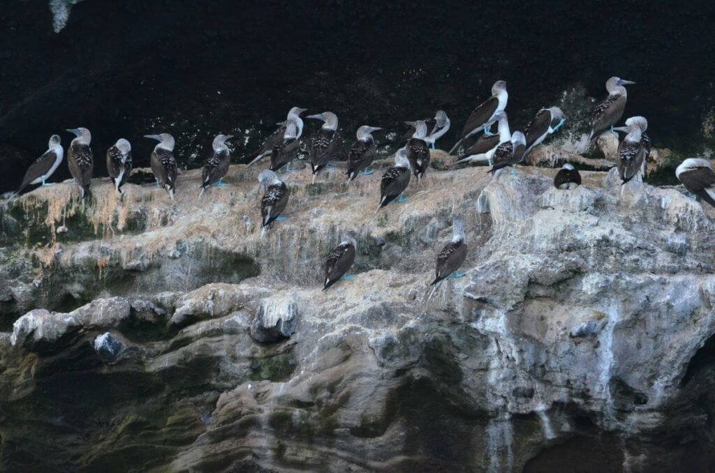An image of over a dozen Blue-footed booby sitting on a cliff on Isla Isabel off San Blas, Mexico. Photography by Frame To Frame - Bob and Jean.