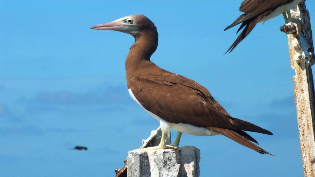 An image of a Brown booby on Isla Isabel in Mexico. Photography by Frame To Frame - Bob and Jean.