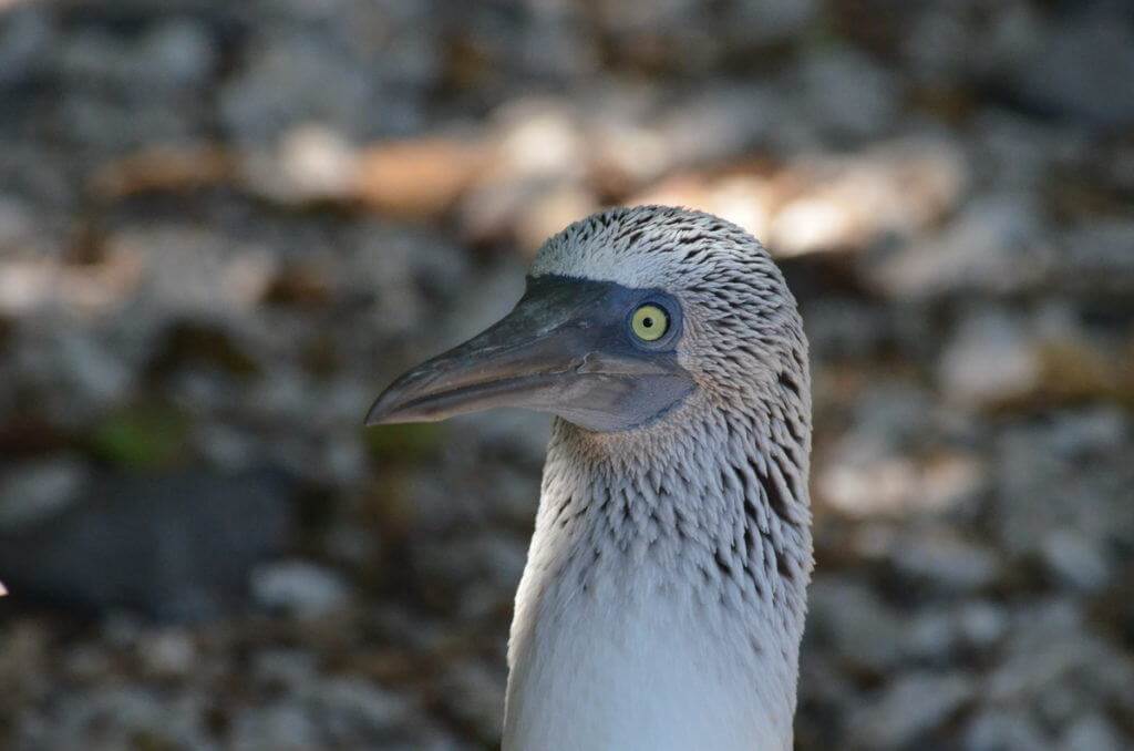 A closeup image of the face of a blue-footed booby on Isla Isabel off San Blas, Mexico. Photography by Frame To Frame - Bob and Jean.