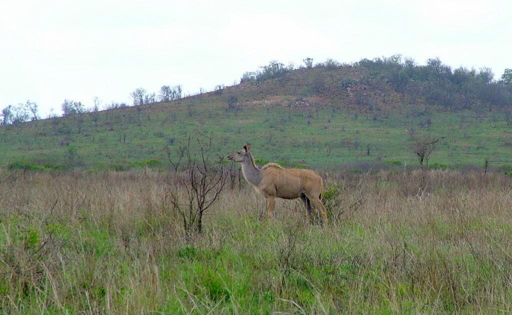female-kudu-in-kruger-national-park-south-africa
