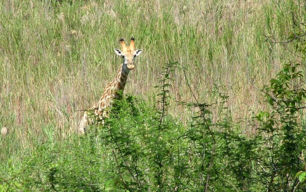 An image of a giraffe standing with its head above various bushes in Kruger National Park in South Africa. Photography by Frame To Frame - Bob and Jean.
