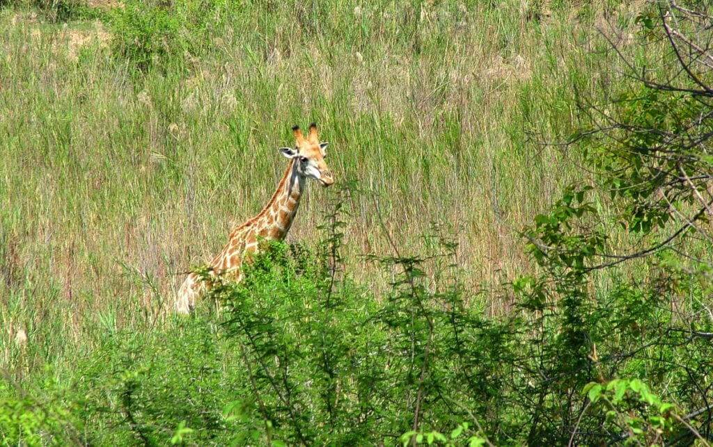 An image of a giraffe in Kruger National Park in South Africa. Photography by Frame To Frame - Bob and Jean.