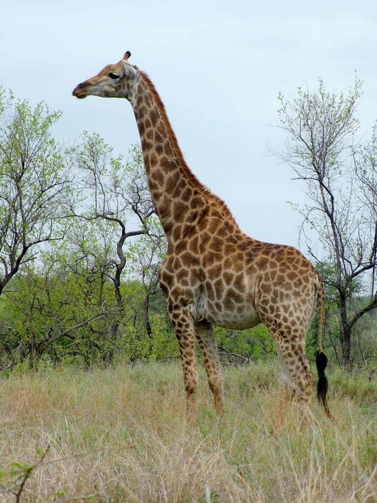 An image of a giraffe standing tall on the grasslands in Kruger National Park in South Africa. Photography by Frame To Frame - Bob and Jean.