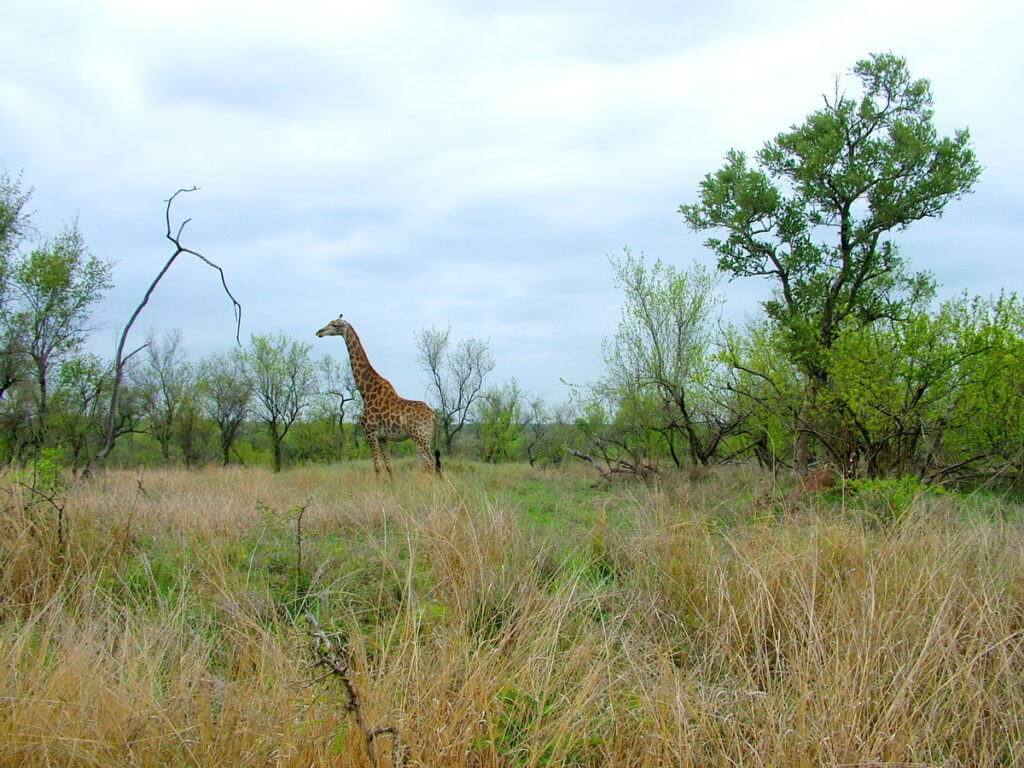 An image of a giraffe standing on the grasslands in Kruger National Park in South Africa. Photography by Frame To Frame - Bob and Jean.