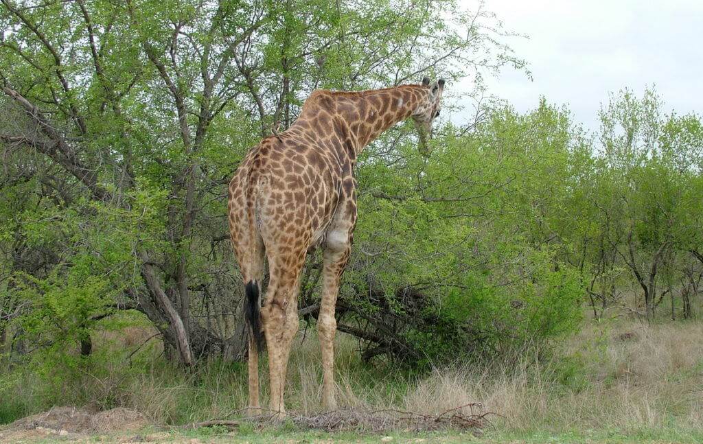 An image of a giraffe eating leaves from a tree in Kruger National Park in South Africa. Photography by Frame To Frame - Bob and Jean.