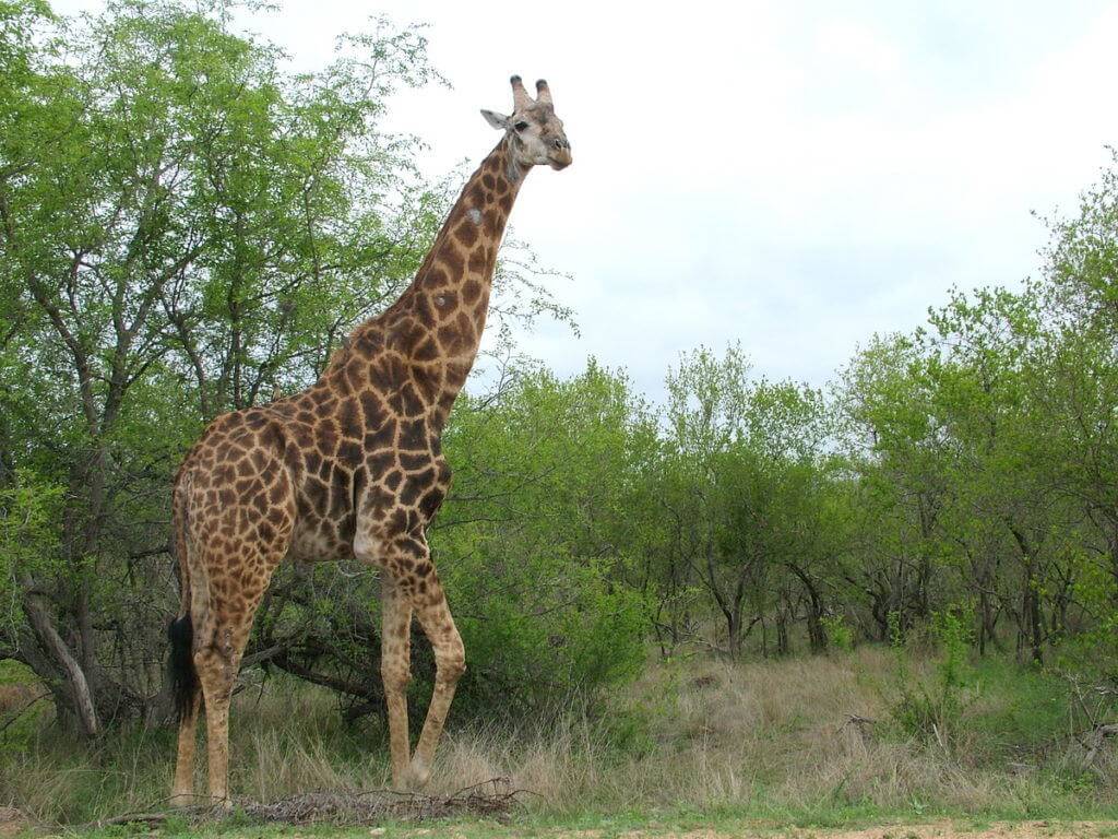 An image of a giraffe standing beside a tree in Kruger National Park in South Africa. Photography by Frame To Frame - Bob and Jean.