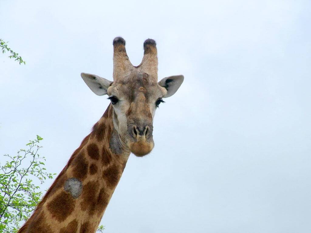 An image of a giraffe in Kruger National Park in South Africa. Photography by Frame To Frame - Bob and Jean.