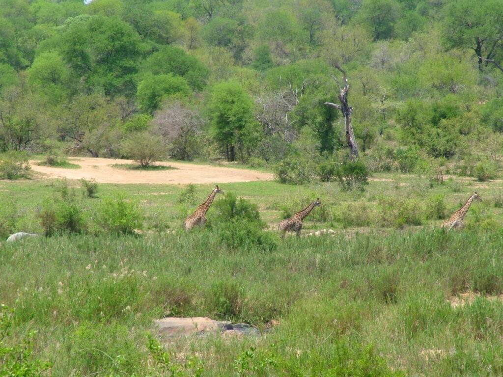 An image of three giraffes crossing the savannah in Kruger National Park in South Africa. Photography by Frame To Frame - Bob and Jean.