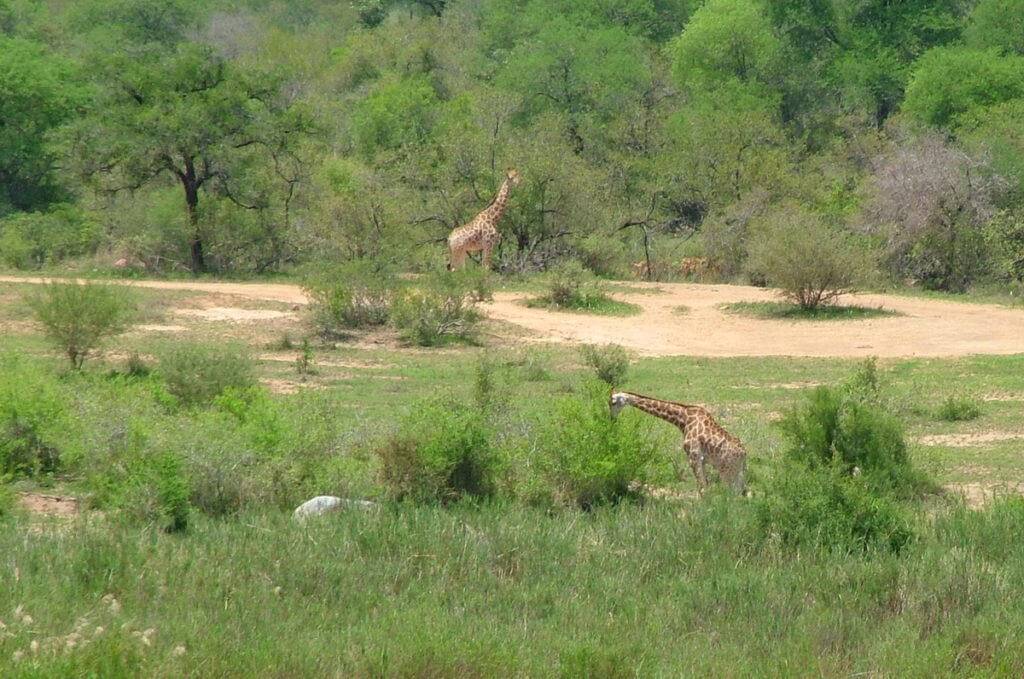 An image of two giraffes out on the plain in Kruger National Park in South Africa. Photography by Frame To Frame - Bob and Jean.