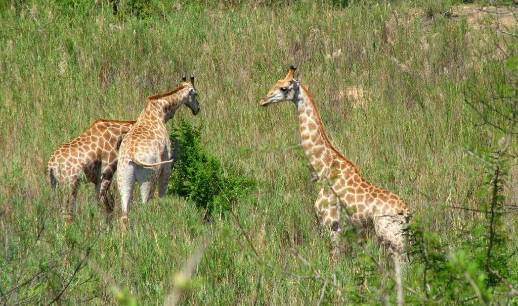 An image of three giraffes eating off the tops of bushes in Kruger National Park in South Africa. Photography by Frame To Frame - Bob and Jean.