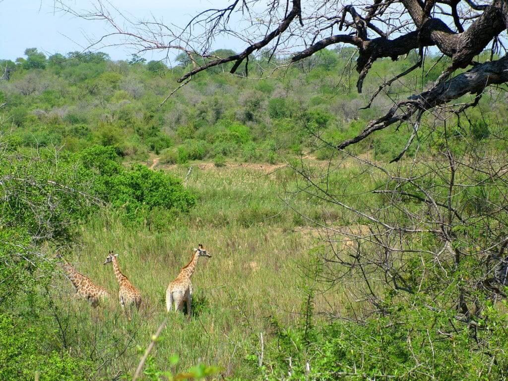 An image of three giraffe standing together on the savannah in Kruger National Park in South Africa. Photography by Frame To Frame - Bob and Jean.