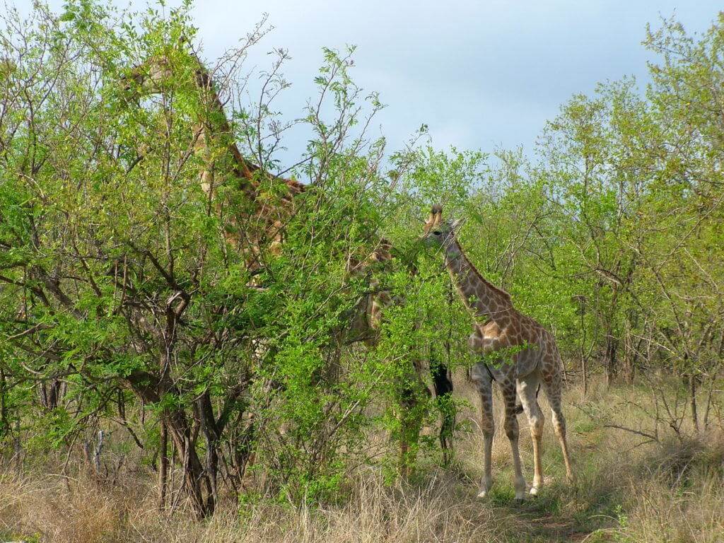An image of a mother giraffe with its baby giraffe in Kruger National Park in South Africa. Photography by Frame To Frame - Bob and Jean.