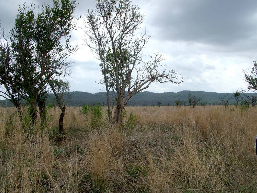 grasslands-in-kruger-national-park-south-africa