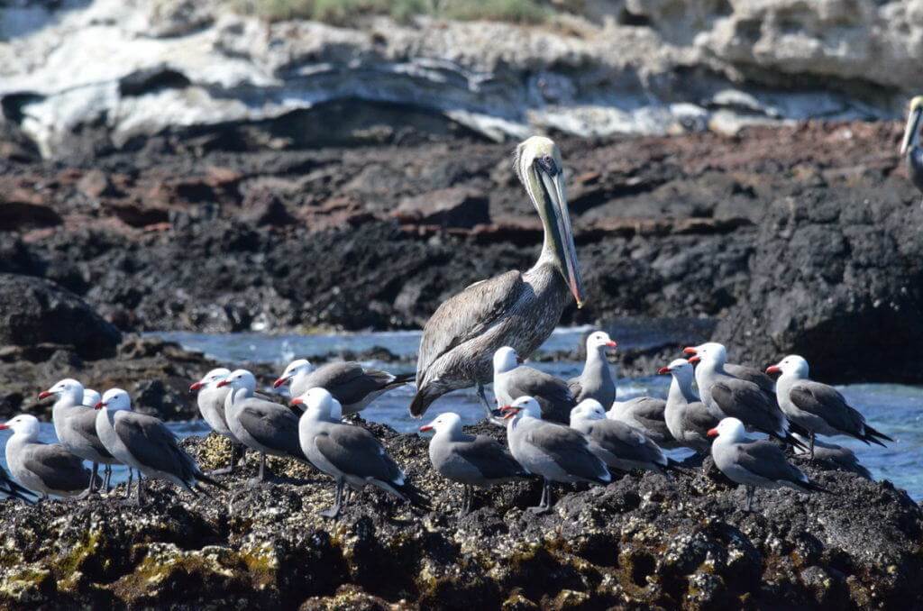 An image of a Green pelican and gulls on the rocks on Isla Isabel off San Blas, Mexico. Photography by Frame To Frame - Bob and Jean.