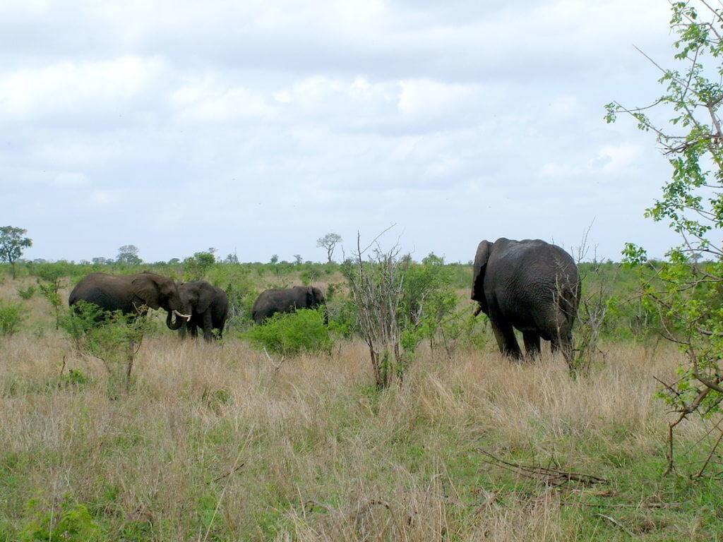 herd-of-elephants-in-kruger-national-park-south-africa