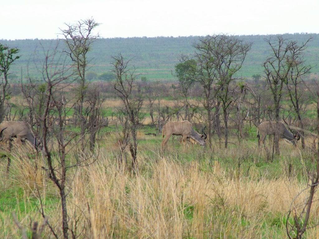 herd-of-kudu-in-kruger-national-park-south-africa