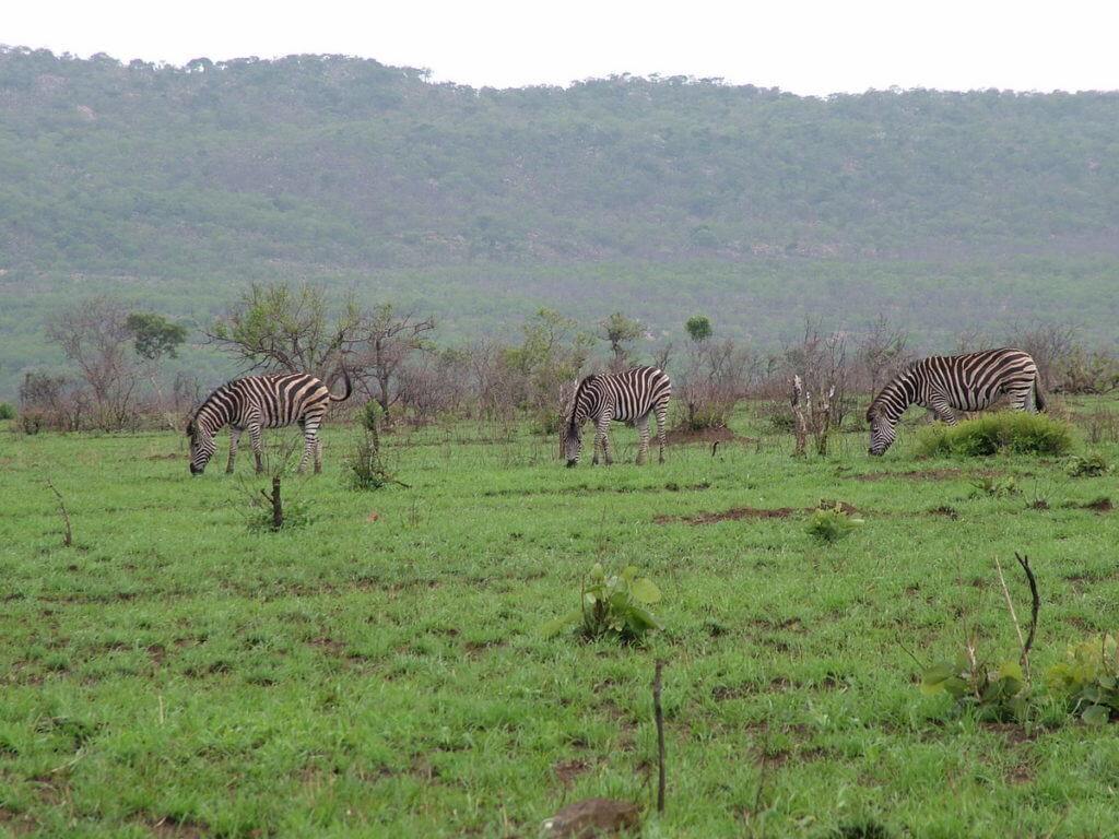 herd-of-zebras-in-kruger-national-park-south-africa