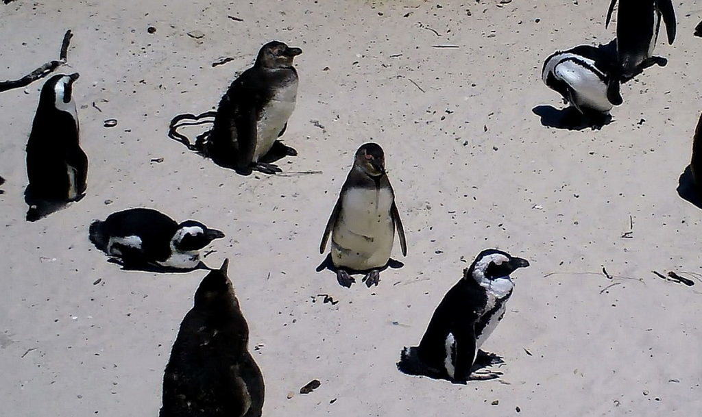 An image of African penguins at Boulders Beach, Table Mountain National Park, South Africa.