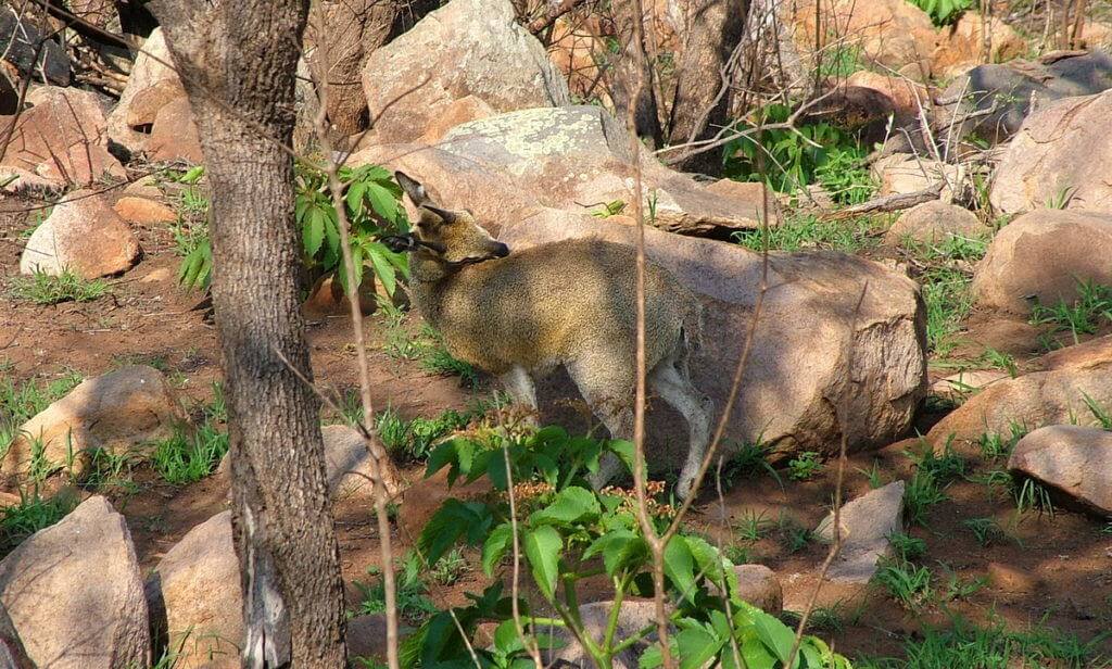 An image of a Klipspringer antelope grooming back near Nkumbe Lookout in Kruger National Park in South Africa.