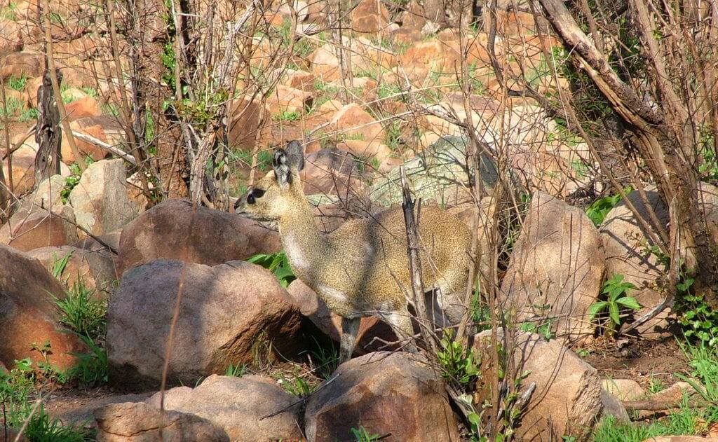 An image of a female Klipspringer antelope among rocks near Nkumbe Lookout in Kruger National Park in South Africa.