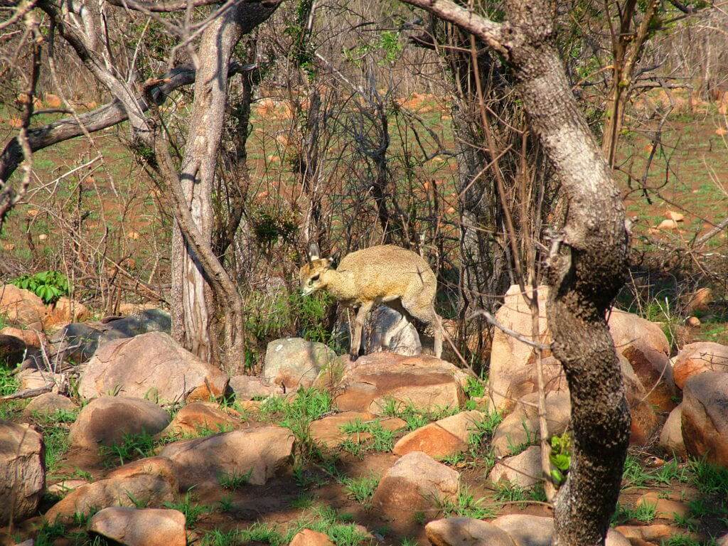 An image of a Male Klipspringer antelope near Nkumbe Lookout in Kruger National Park in South Africa.