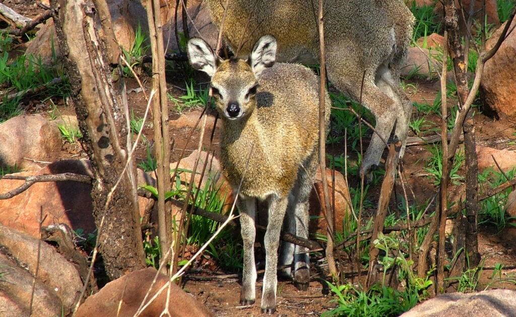 An image of a Juvenile Klipspringer antelope near Nkumbe Lookout in Kruger National Park in South Africa.