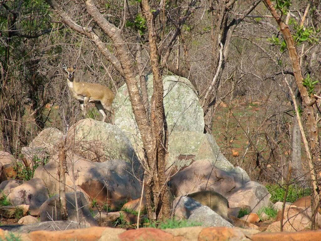 An image of a female Klipspringer antelope standing on a rock near Nkumbe Lookout in Kruger National Park in South Africa.