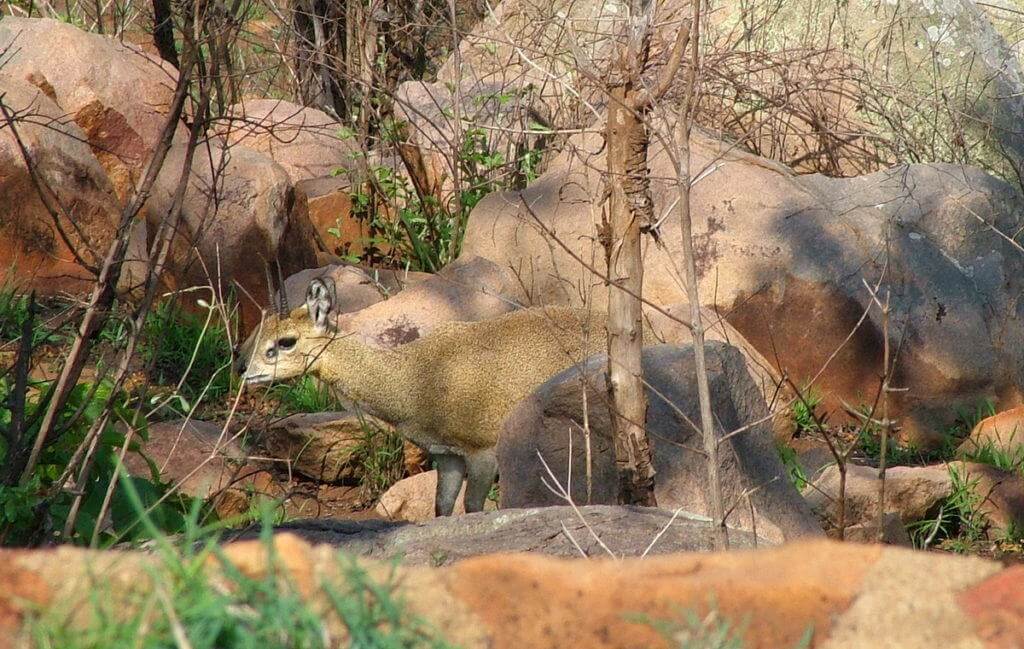 An image of a Klipspringer near Nkumbe Lookout in Kruger National Park in South Africa.