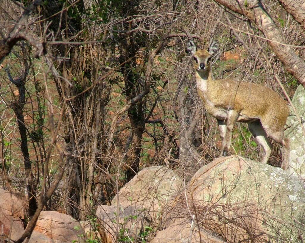 An image of a male Klipspringer antelope standing on a rock near Nkumbe Lookout in Kruger National Park in South Africa.