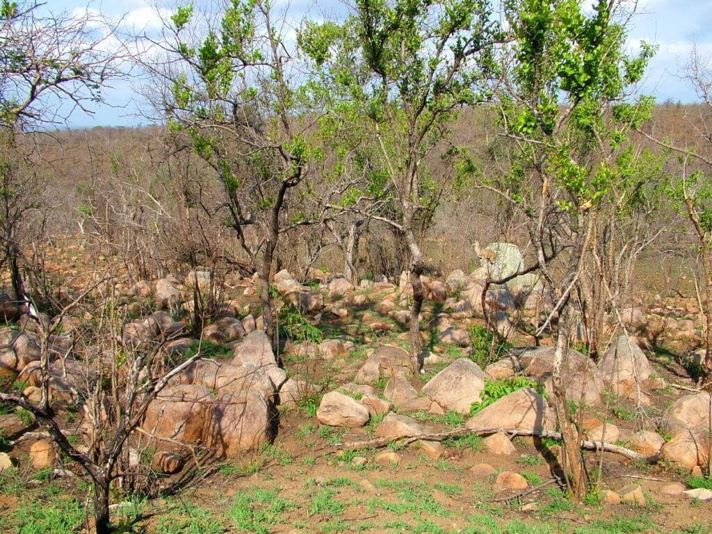 An image of a Klipspringer antelope standing on a rock near Nkumbe Lookout in Kruger National Park in South Africa.