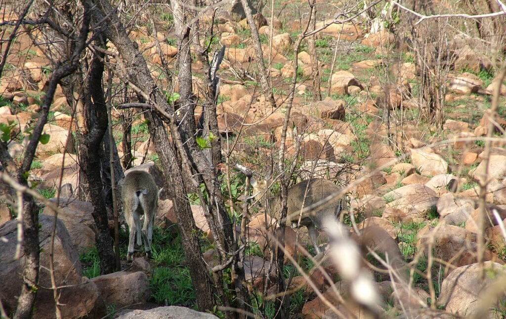 An image of Klipspringer antelope among rocks near Nkumbe Lookout in Kruger National Park in South Africa.