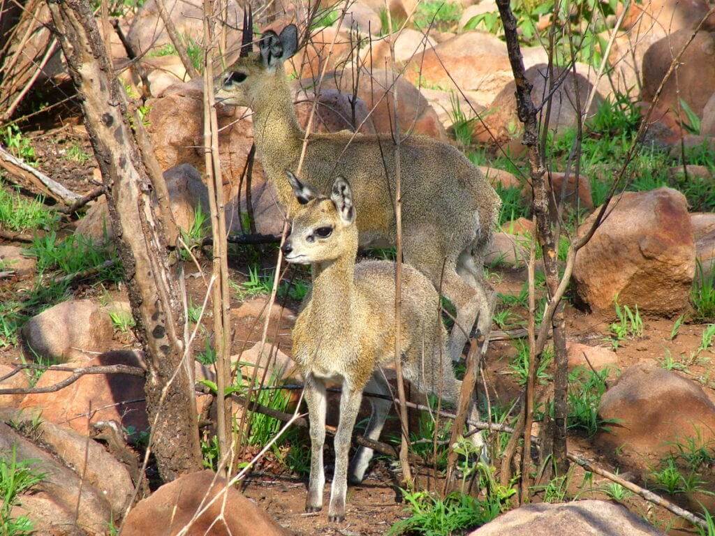 An image of a Juvenile Klipspringer antelope with adult klipspringer near Nkumbe Lookout in Kruger National Park in South Africa.